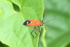 Oncopeltus nigriceps