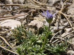 Jasione crispa
