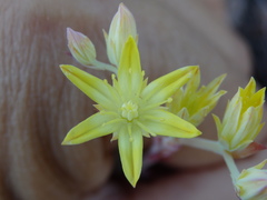 Petrosedum pruinatum