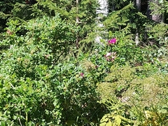 Rosa rugosa
