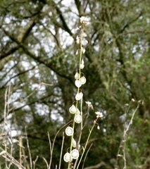 Thysanocarpus curvipes