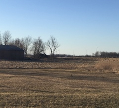 Phasianus colchicus torquatus