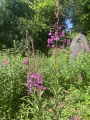 Chamaenerion angustifolium