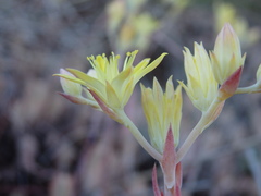 Petrosedum pruinatum