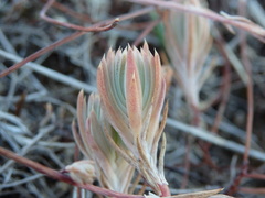 Petrosedum pruinatum