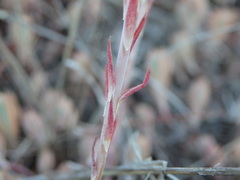 Petrosedum pruinatum