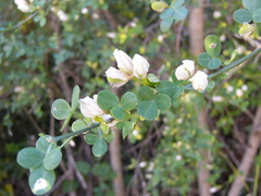 Genista patens