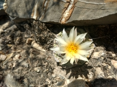 Strombocactus disciformis disciformis