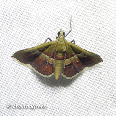 Endotricha repandalis