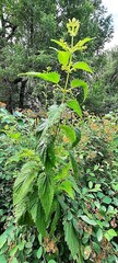 Urtica dioica