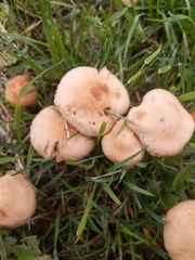 Marasmius oreades