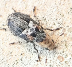 Euparius paganus