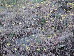 Petrosedum pruinatum