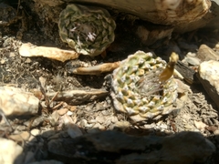 Strombocactus disciformis disciformis