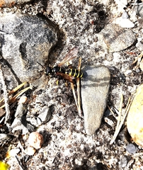 Cerceris arenaria