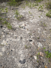 Cerceris arenaria