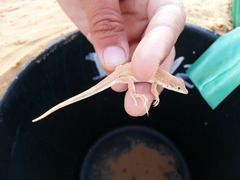 Acanthodactylus longipes