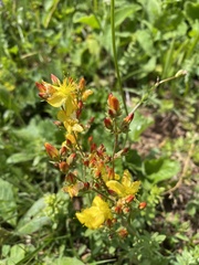 Hypericum linarioides