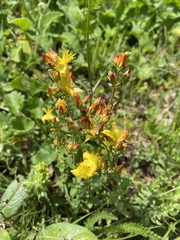 Hypericum linarioides