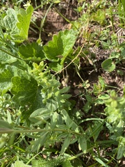Hypericum linarioides
