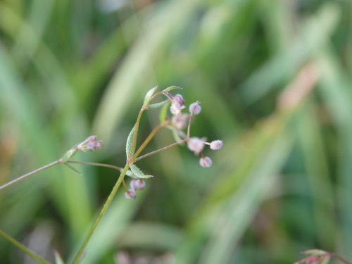Image of Galium parisiense by (c) Carminda Santos, some rights reserved (CC BY)