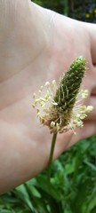 Plantago lanceolata