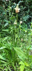 Plantago lanceolata