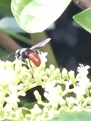 Euaspis polynesia