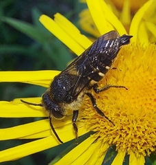 Coelioxys alatus