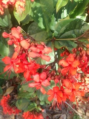 Clerodendrum splendens