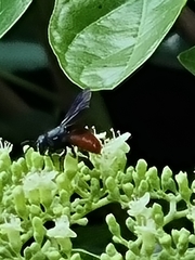 Euaspis polynesia