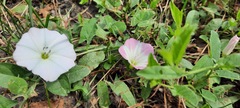 Convolvulus arvensis