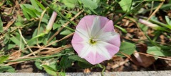 Convolvulus arvensis