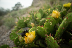 Xylocopa valga