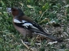 Fringilla coelebs