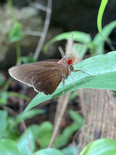 Photo of Common Redeye (Matapa aria)