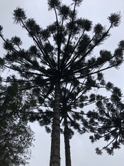 Araucaria angustifolia