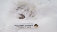 Tamias striatus