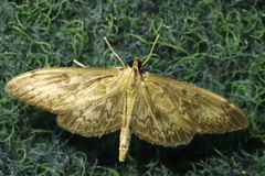 Anania lancealis
