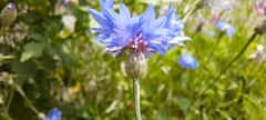 Centaurea cyanus