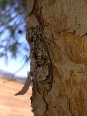 Cicada mordoganensis