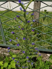 Echium vulgare