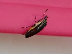 Idiella