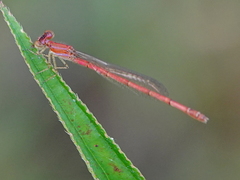 Agriocnemis lacteola