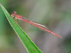 Agriocnemis lacteola