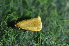 Bijugis bombycella