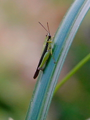 Gesonula