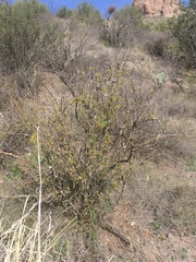 Berberis haematocarpa