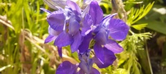 Delphinium ajacis