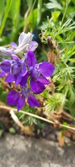 Delphinium ajacis